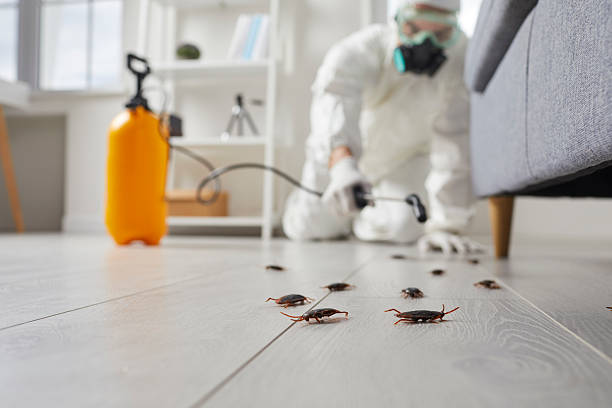 Affordable Termite Control solutions in Bushnell, FL